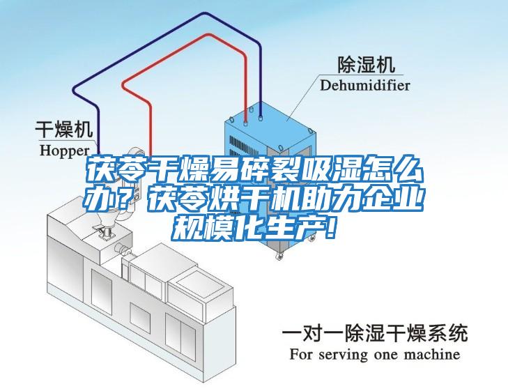 茯苓干燥易碎裂吸濕怎么辦？茯苓烘干機助力企業(yè)規(guī)模化生產(chǎn)!