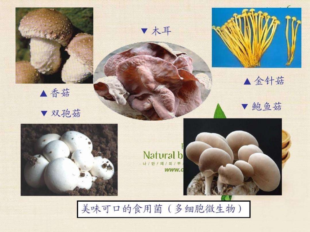 安詩曼香菇食用菌烘干除濕干燥解決方案